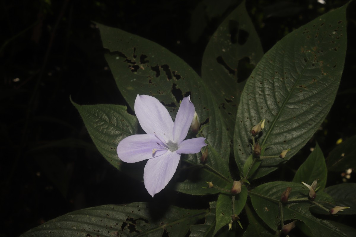 Barleria vestita T.Anderson